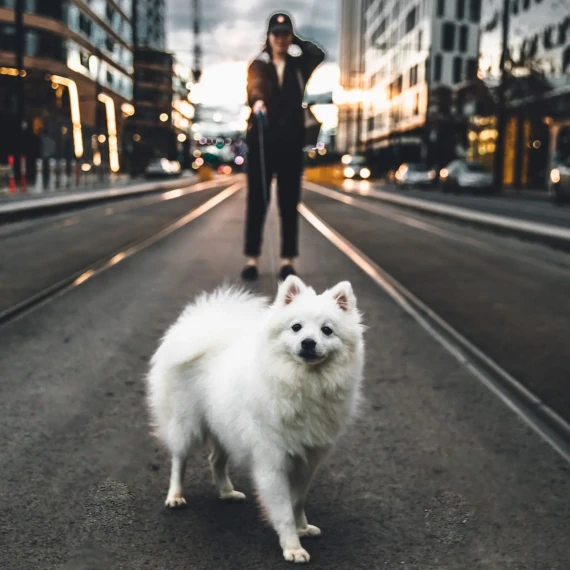 Atlanta Premieres Dog Sitter.webp